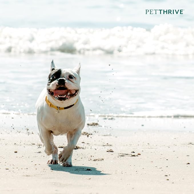Resveratrol Chews Dog Supplement, Bacon Flavor, Small Breed