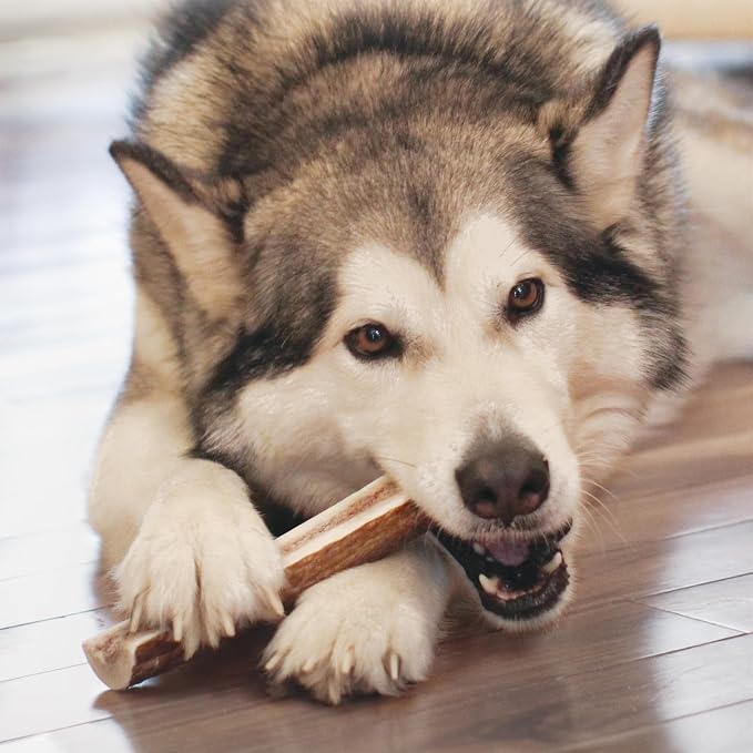 KONG Whole Antler Dog Chew – Durable Natural Elk & Deer Antlers for Strong Chewers - Naturally Shed, Long Lasting Chews (Large)
