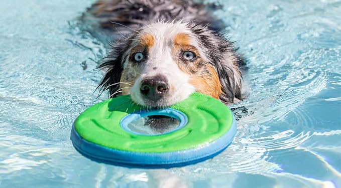 Chuckit! Amphibious ZipFlight Floating & Flying Disc Dog Toy, Medium, 8.5in, Assorted Colors