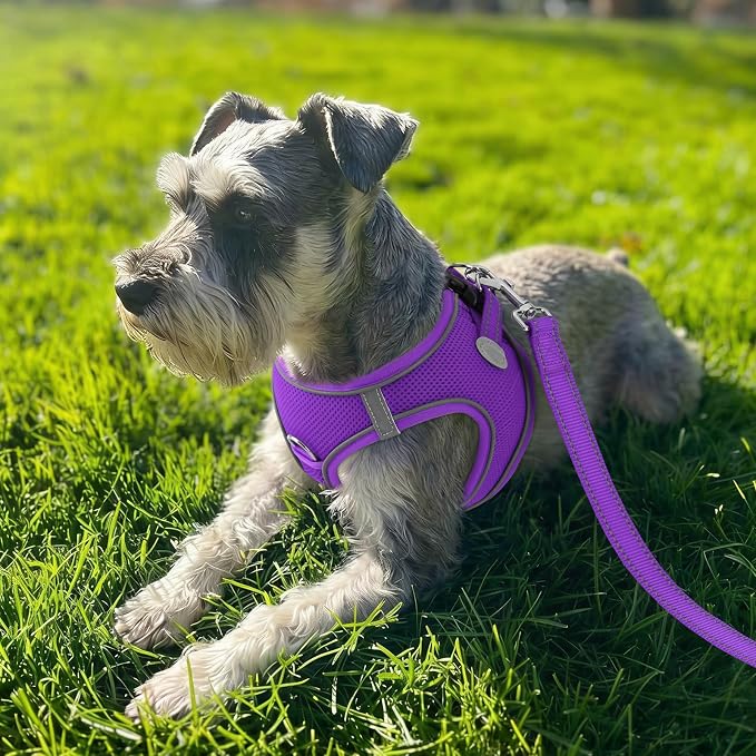 Joytale Step-in Dog Harness, Soft Breathable Mesh, Purple XL | Adjustable Fit for Small Dogs, Easy Step-in with Secure Fastener, Even Chest Pressure, Reflective For Night Safety, Washable