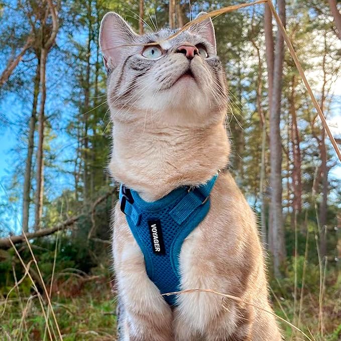 Best Pet Supplies Voyager Step-in Lock Pet Harness w Reflective Pet Leash Combo Set with Neoprene Handle 5ft - Supports Small, Medium and Large Breed Puppies/Cats - Turquoise Set, S
