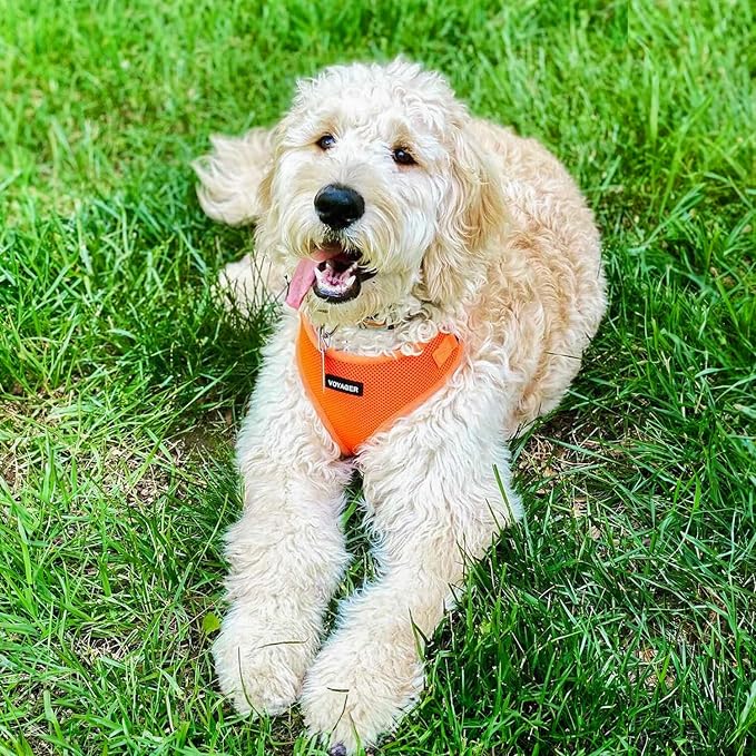 Voyager Step-in Lock Dog Harness - Orange, Large | 20 - 25" in Chest, Adjustable, Breathable Air Mesh, Lightweight for Daily Walks, Strong Clips, Heavy Duty D-Ring