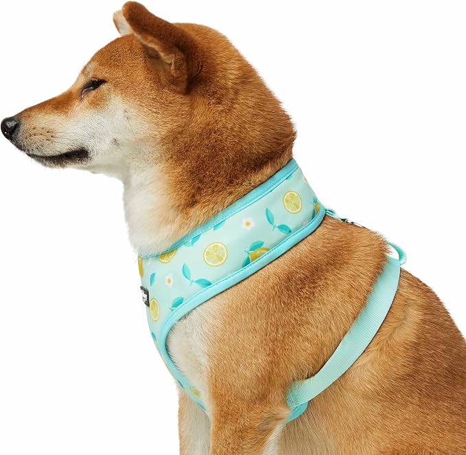 Blueberry Pet Zesty Fruit Dog Harness Vest, Adjustable Medium Size, Neck 18 3/4”, Chest 19 1/2”-26”, Refreshing Lemon Print, Summer Dog Harness