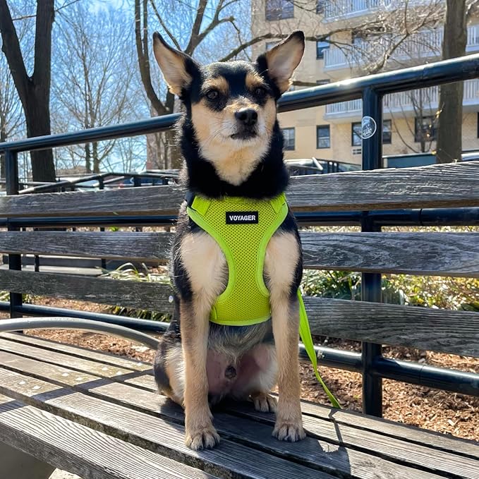 Voyager Step-in Lock Dog Harness - Lime Green, Small | 15 - 18" in Chest, Adjustable, Breathable Air Mesh, Lightweight for Daily Walks, Strong Clips, Heavy Duty D-Ring