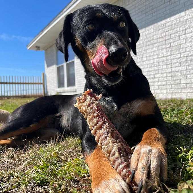 JACK'S PREMIUM Beef Trachea - Thick Beef Dog Chews - All Natural Made in USA Single Ingredient Rawhide Alternative 6-8 Inches (8 Pack)