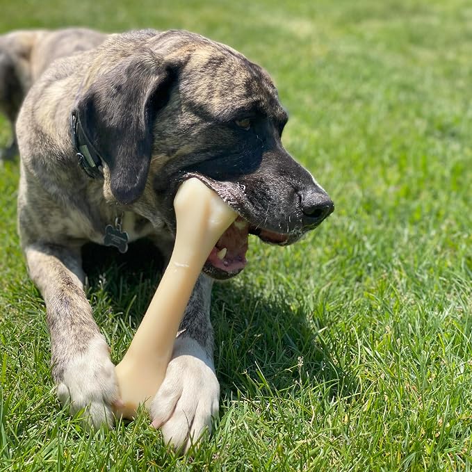 Nylabone Power Chew Butcher Bone Dog Chew Toy, Chicken Flavor, XX-Large | Durable dog toys for aggressive chewers, long lasting, discourages destructive chewing, for dogs 50++ lbs