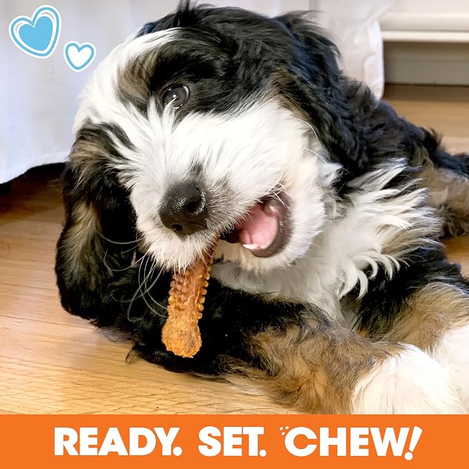 Nylabone Puppy Gift Box, Strong Chew Toys & Treat, Small, 4 Count | Flavor variety, 3 puppy toys & 1 natural treat dog bone, gifts for puppies, teething toys for small puppies up to 25 lbs