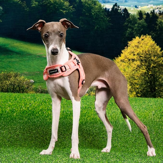 Puppia Kealoha Dog Harness X Fashionable Flower Pattern Spring Summer Harness for Small and Medium Dogs, Pink, Small