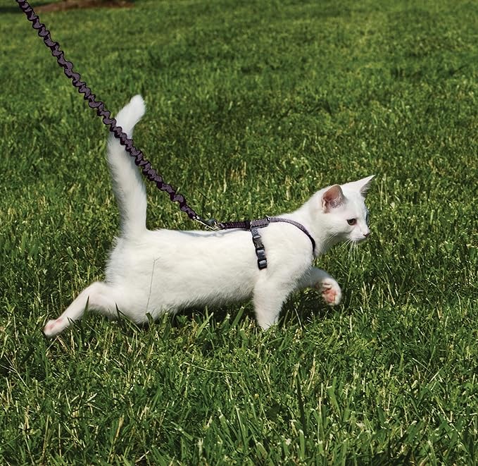 PetSafe Come with Me Kitty Harness and Bungee Cat Leash, Black, Small | Adjustable 2-Point Fit Applies Gentle Pressure to Shoulders, Not Neck, for Kittens and Small Cats with 9 in - 11 in Girth