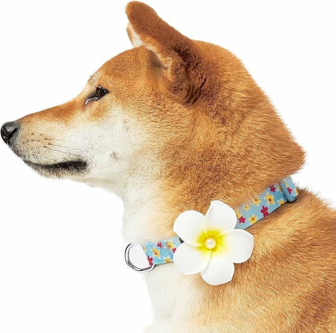 Blueberry Pet Fragrant Plumeria Adjustable Dog Collar with Detachable Accessory, Aqua, Small, Neck 12"-16"