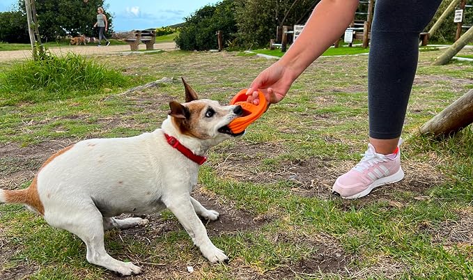 Van Ness Pets Doggi Catch and Carry Flying Disc, Small, Orange