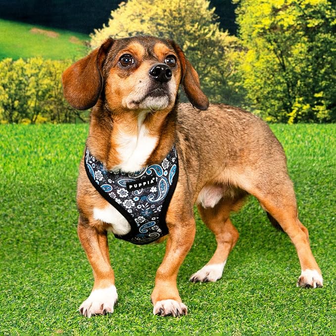 Puppia Cynthia Dog Harness A (Over-The-Head) Fashionable Paisley Pattern Spring Summer Harness for Small and Medium Dogs, Black, Large