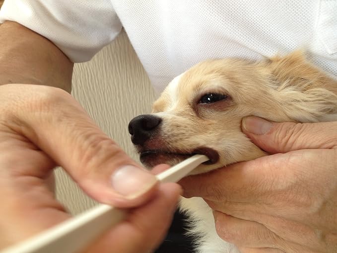 Toothbrush for Ultra-Small Dogs, Micro Head, White, Manual, Pet Toothbrushes for Small Dogs