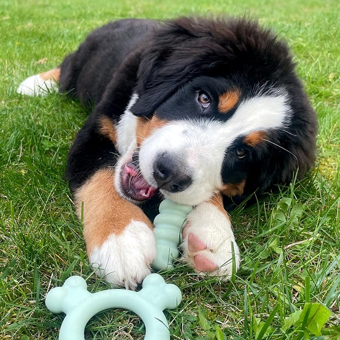 Nylabone Puppy Chew Sensory Material Soothing Ring Dog Chew Toy, Small | Chicken flavor, soothing teething toys for puppies, teething relief, freeze for extra comfort, up to 25 lbs