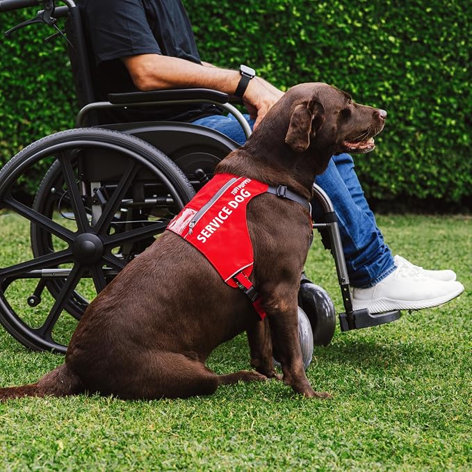 Tuff Pupper Service Dog Vest with ID Pocket | No Leash Attachment | Quick-Release Magnetic Buckles | Reflective Trim | Adjustable Fit | Comfortable & Durable | Designed for Small Dogs (Red, Large)