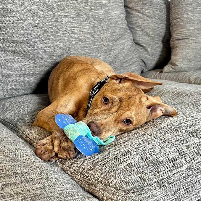 Nylabone Puppy Chew 2-in-1 Teething Freezer Bone Dog Chew Toy, Small | Peanut butter flavor, teething toys for puppies, puppy teething freezable to soothe sore gums, for small puppies up to 25 lbs