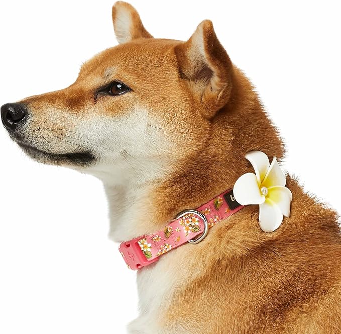 Blueberry Pet Dog Collar, Adjustable Large 18"-26", Summer Sparkle Pink, Girl Dog Collar with Plumeria Flower, Dog Collars for Small Dogs, Puppy Collar & Leash Set