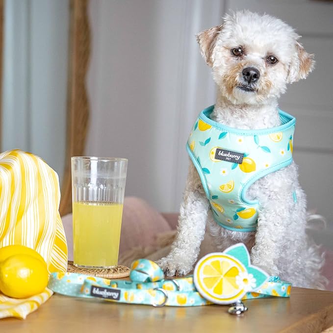 Blueberry Pet Zesty Fruit Dog Harness Vest, Adjustable Medium Size, Neck 18 3/4”, Chest 19 1/2”-26”, Refreshing Lemon Print, Summer Dog Harness