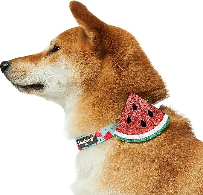 Blueberry Pet Summer Sparkle Dog Collar, Adjustable Small Size, Neck 12"-16", Zesty Fruit Watermelon Blue, Pet Collar with Detachable Accessory