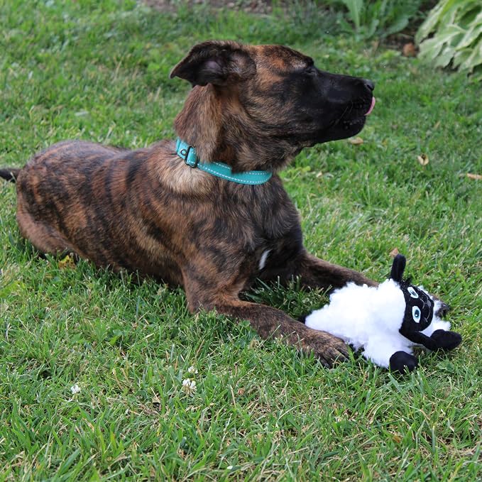 SPOT Baa Baa Black Sheep Plush Dog Toy - Cute and Cuddly Fleece Toy with Squeaker for Small Dogs and Puppies, 8in Black and White Lamb