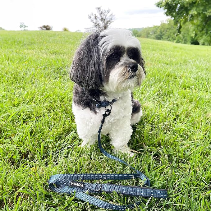 Best Pet Supplies Voyager Reflective Dog Leash or Collar with Neoprene Handle, for Small, Medium, and Large Breed Puppies, Cute and Heavy Duty for Walking, Running and Training - Blue, M
