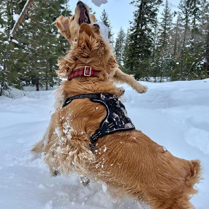 Voyager Dual Attachment No Pull Harness - Black, Medium | 20 - 25" in Chest, No Pull Dog Harness, Fully Adjustable, 3M Reflective Technology, Front & Back D-Rings, Walking & Training