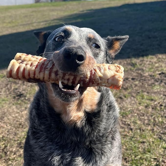 JACK'S PREMIUM Beef Trachea - Thick Beef Dog Chews - All Natural Made in USA Single Ingredient Rawhide Alternative 6-8 Inches (8 Pack)