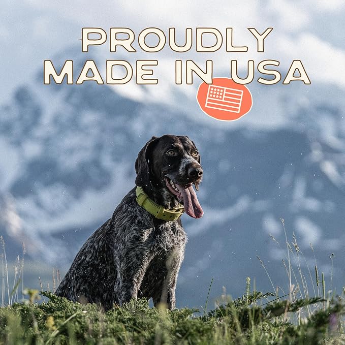 Smart Cookie All Natural Dog Treats - Healthy Skin & Coat Salmon Dog Treats - Ideal for Sensitive Stomachs or Itchy, Allergic, Dry Skin - Dehydrated, Crunchy, Human-Grade, Made in USA - 8oz, Pack of 1