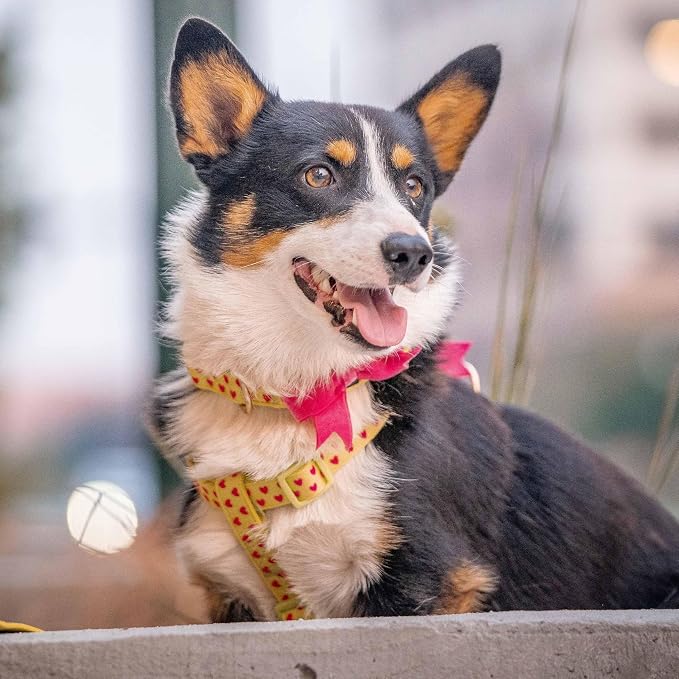 Blueberry Pet H-Shape Dog Harness Heart Flocking Valentine’s Day Adjustable Harnesses with Velvety Bowtie