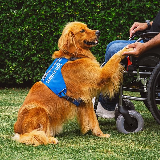 Tuff Pupper Service Dog Vest with ID Pocket | No Leash Attachment | Quick-Release Magnetic Buckles | Reflective Trim | Adjustable Fit | Comfortable & Durable | Designed for Small Dogs (Blue, Medium)
