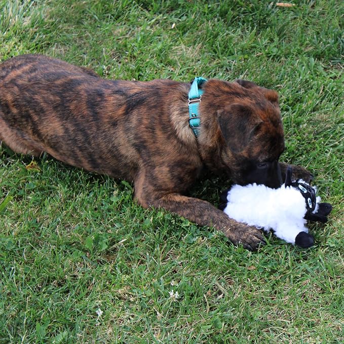 SPOT Baa Baa Black Sheep Plush Dog Toy - Cute and Cuddly Fleece Toy with Squeaker for Small Dogs and Puppies, 8in Black and White Lamb