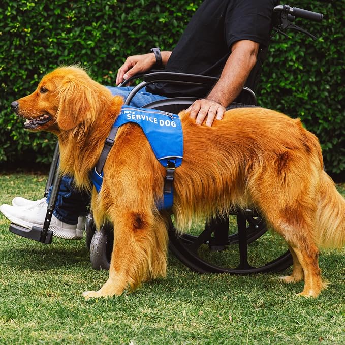 Tuff Pupper Service Dog Vest with ID Pocket | No Leash Attachment | Quick-Release Magnetic Buckles | Reflective Trim | Adjustable Fit | Comfortable & Durable | Designed for Small Dogs (Blue, Medium)