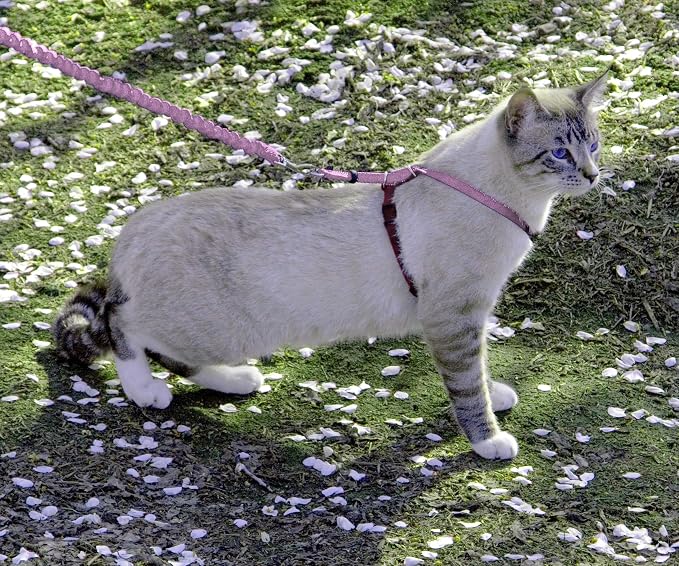 PetSafe Come with Me Kitty Harness and Bungee Leash, Medium, Dusty Rose | Adjustable 2-Point Fit Applies Gentle Pressure to Shoulders, Not Neck, for Small & Average Cats with 10.5 in - 14 in Girth