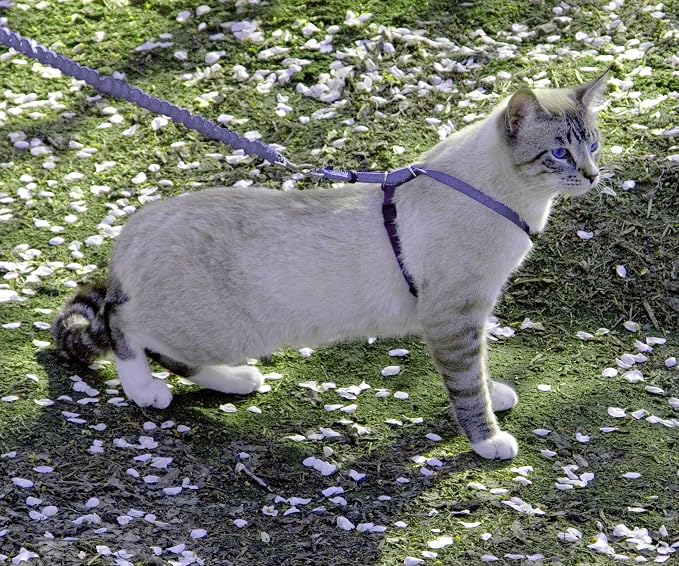 PetSafe Come With Me Kitty Harness and Bungee Cat Leash, Medium, LILAC/BRIGHT PURPLE, Model:CWMK-M-LLC | Adjustable 2-Point Fit Applies Gentle Pressure to Shoulders, Not Neck, for Small & Average Cats with 10.5 in - 14 in Girth